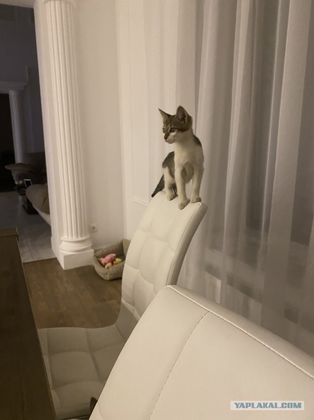 Котята! =)