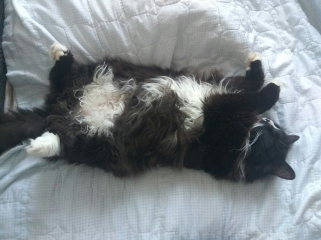 Давайте по котикам, которые с нами на самоизоляции