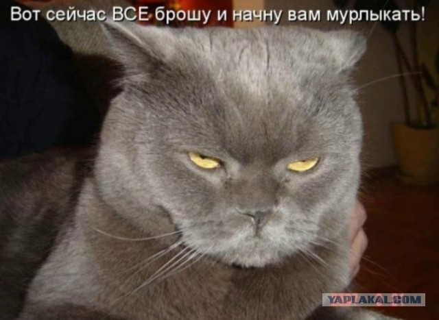 Учёные выяснили, что кошки мяукают специально для человека