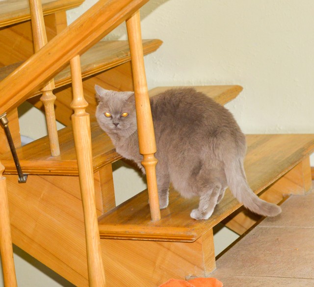 Кулинария: Камчатская семга на кедровой дощечке.