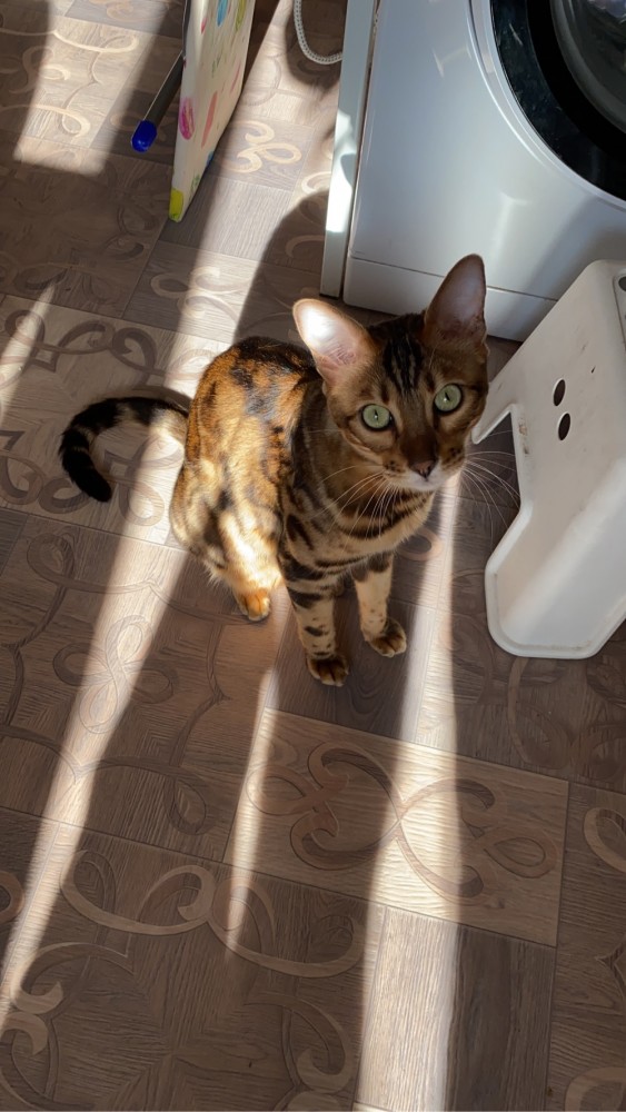Котовторник