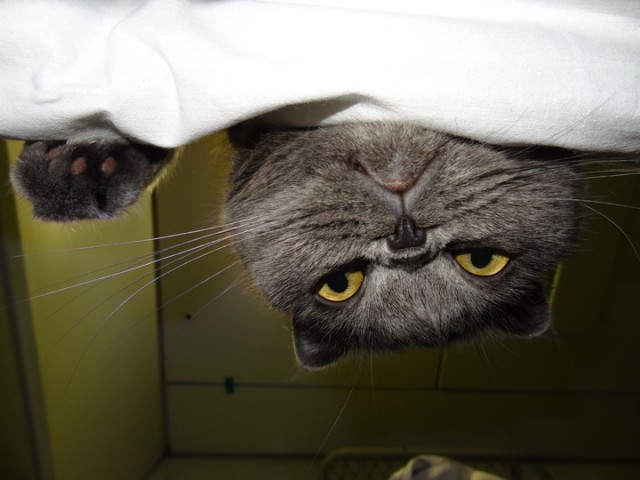 Еще к котовторнику. Поездатые коты