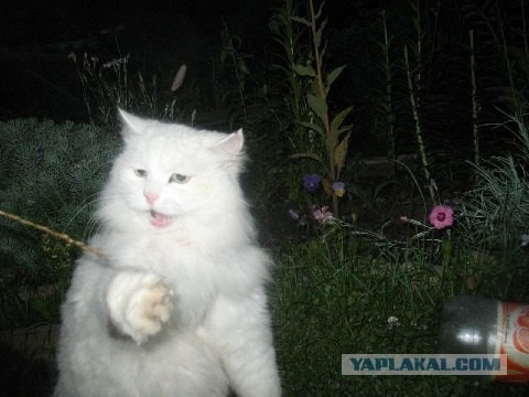Отжабте моего кота