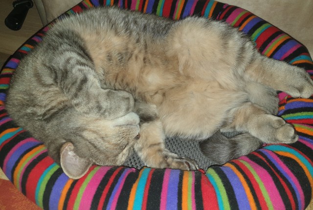 Котокартинки и котобуквы