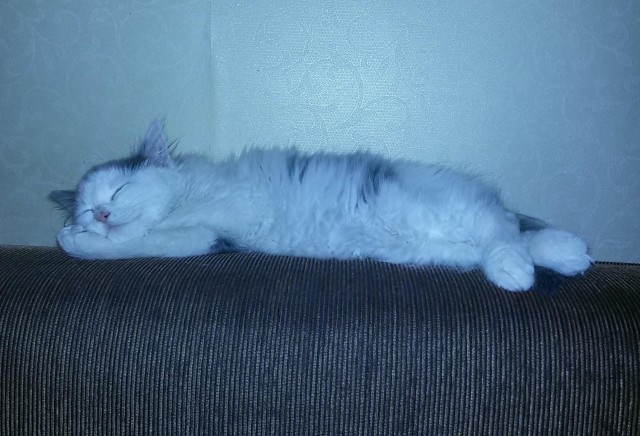 Котовторник. Добавляйте своих