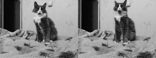 Котовторнику быть!