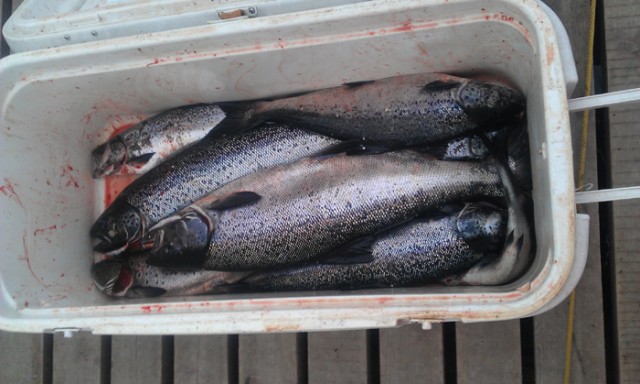 Рыбачить любите?