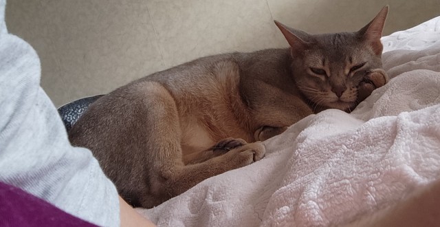 А котовторник уже начался?