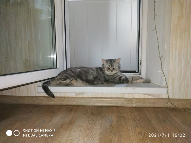 Хоба! Котовторник!