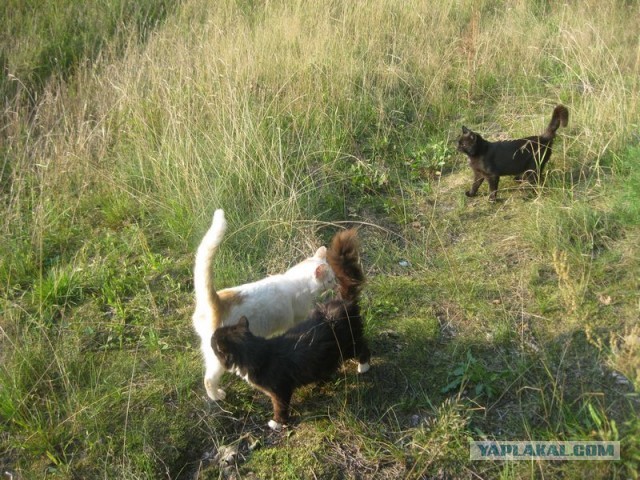 Жизнь домашнего приюта для котеек 355