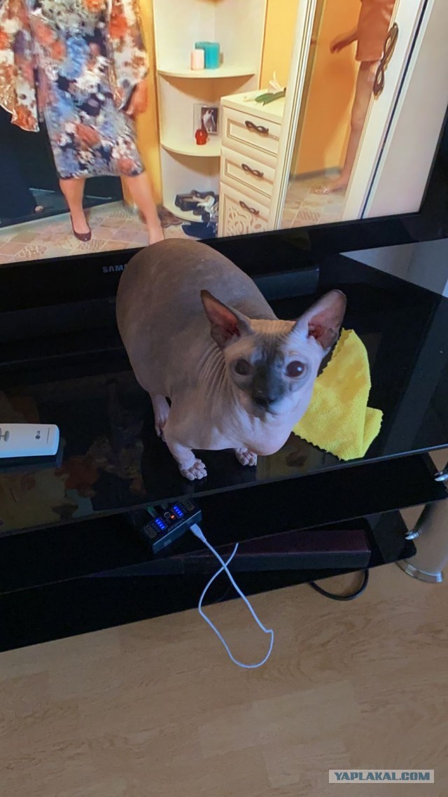 Котовторник же уже наступил?