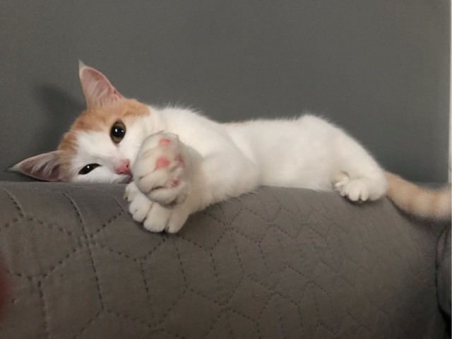 Котовторник 28.09.21