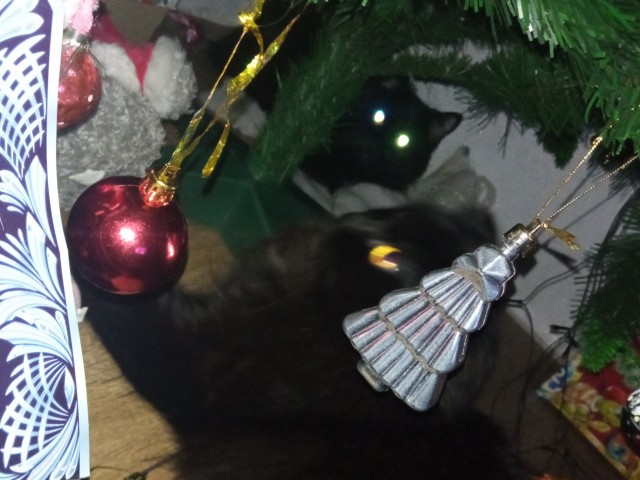 Котовторник 11.01.22