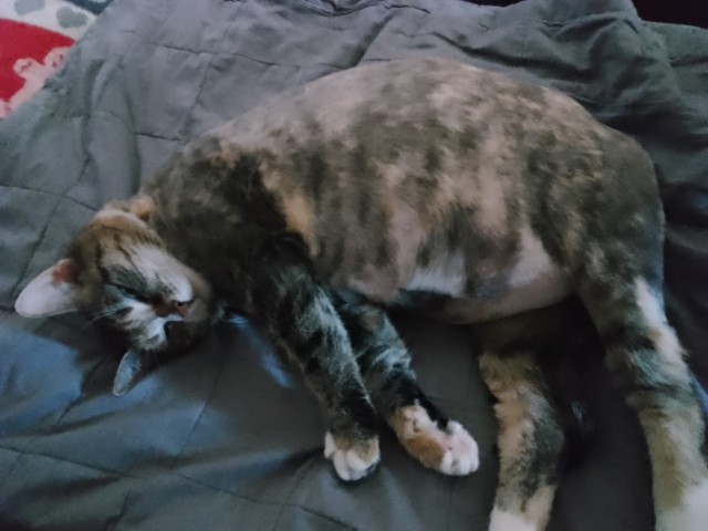 Котовторник