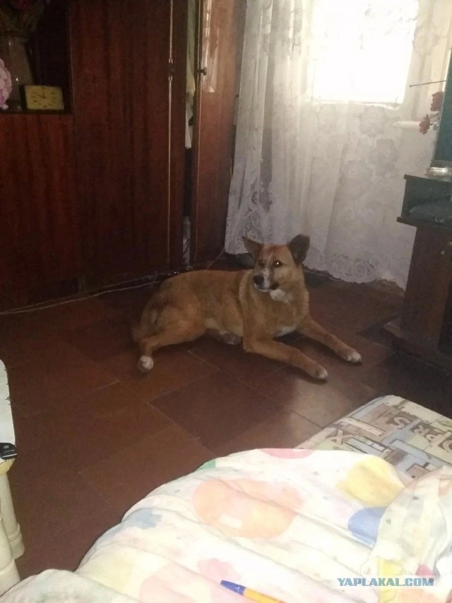 Котики в беде