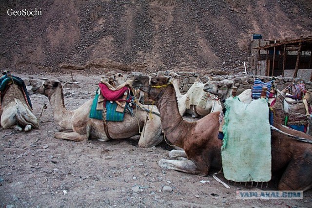 Синайские приключения. Шарм-эш-Шейх и окресности