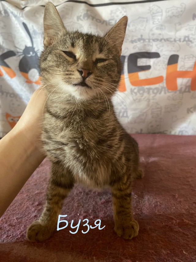 Жизнь домашнего приюта "Котоленд" 383