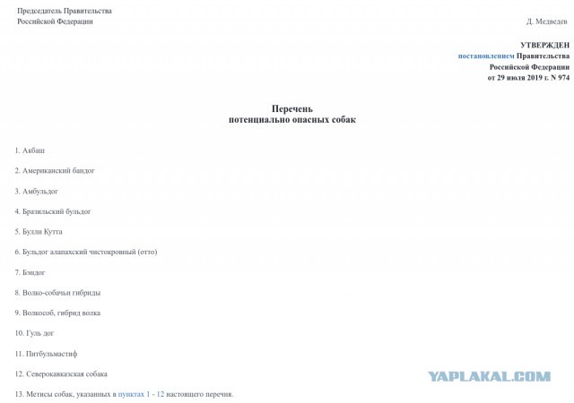 В Тюмени стаффорд, задравший дворнягу, набросился на двух девушек: страшные кадры попали на видео