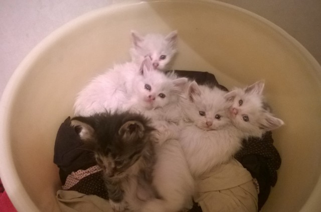 Коты пролетарии