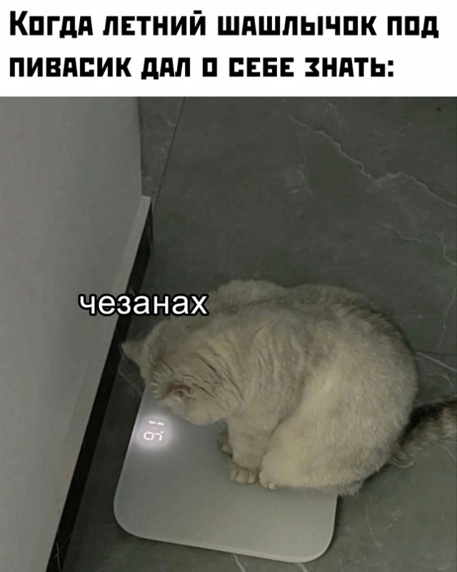 Весёлый полтишок 04.08.23