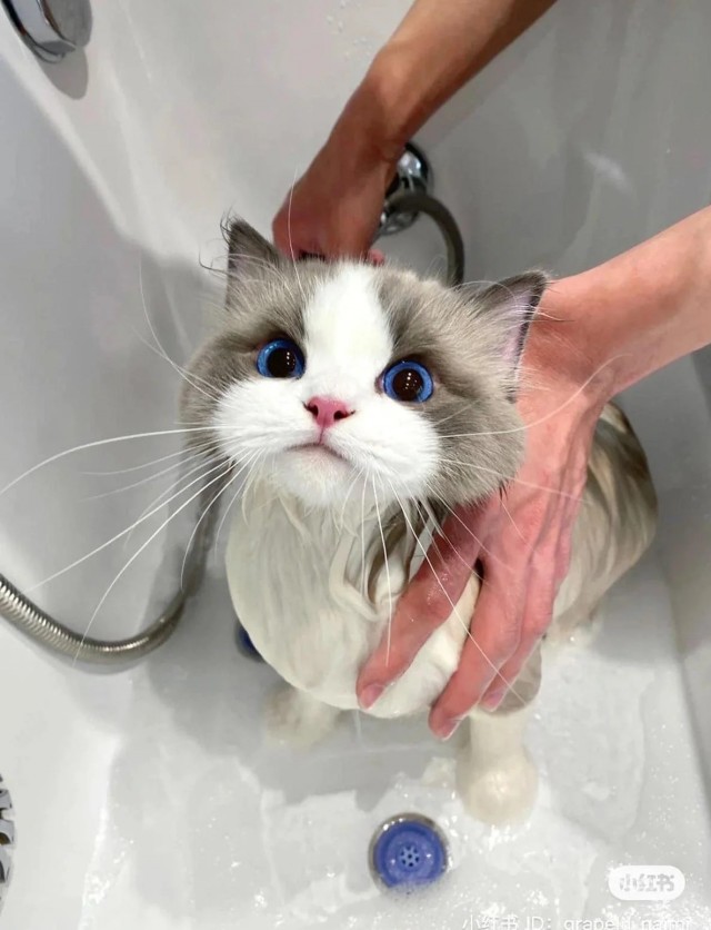 Необычный цвет глаз