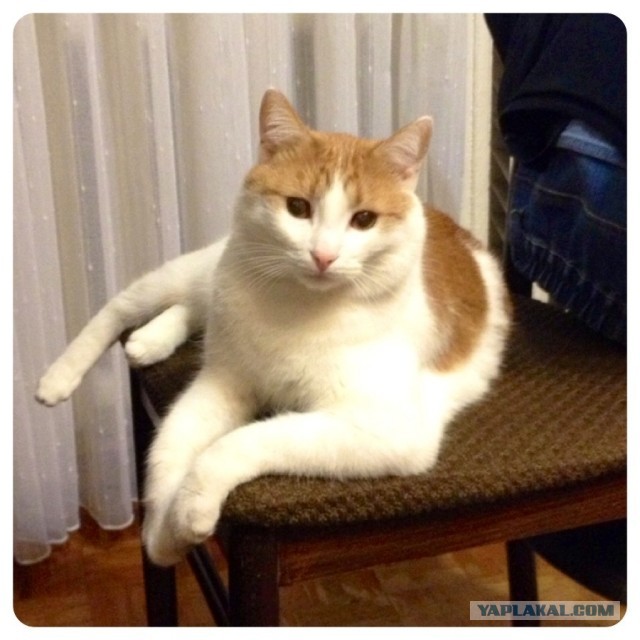 Котовторник 04.06.2013