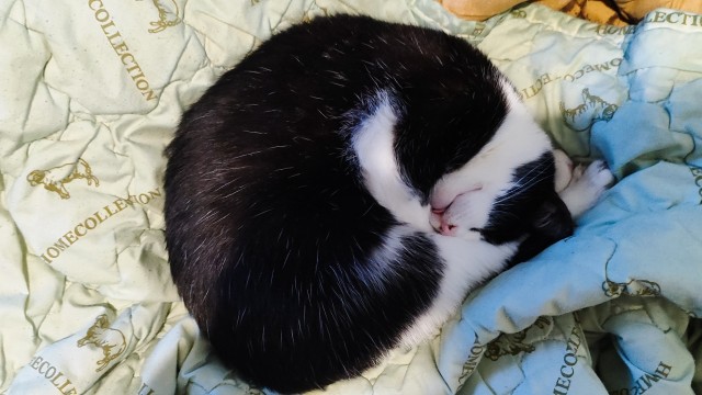 Котовторник!