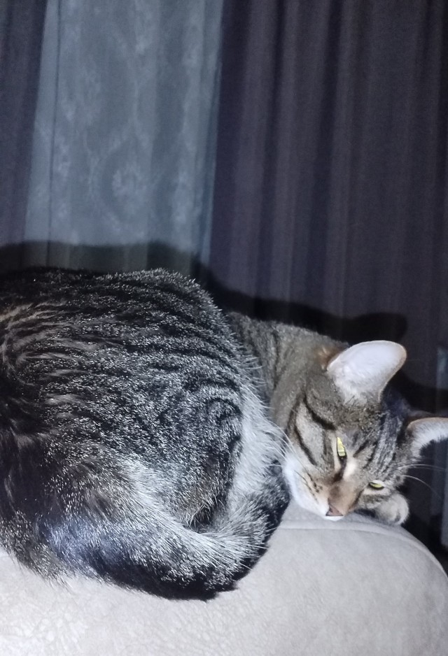 Спящий кот