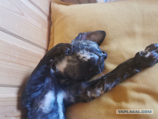 Маленький рыжий Симба