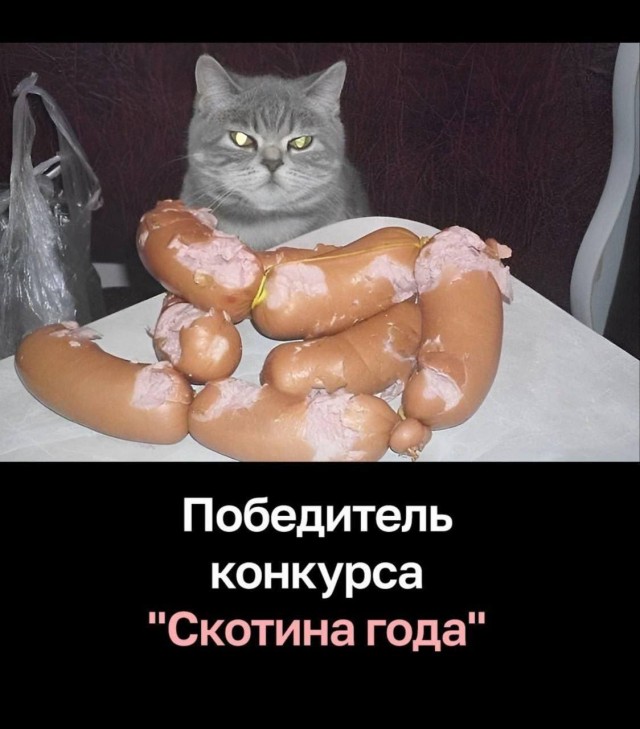 Хоть и не котовторник,но все же...