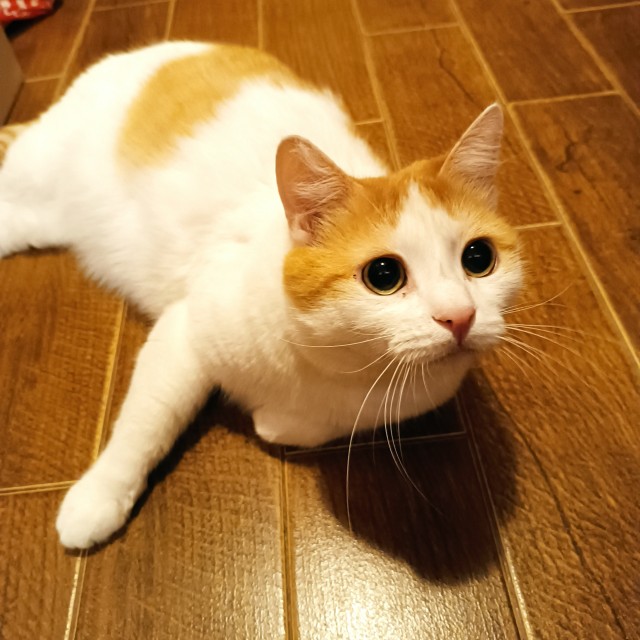 Посоветуйте по котею
