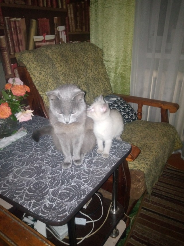 Зачем вы его принесли