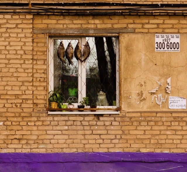 Подборка картинок-баянов с котиками и про котиков. Выпуск 21