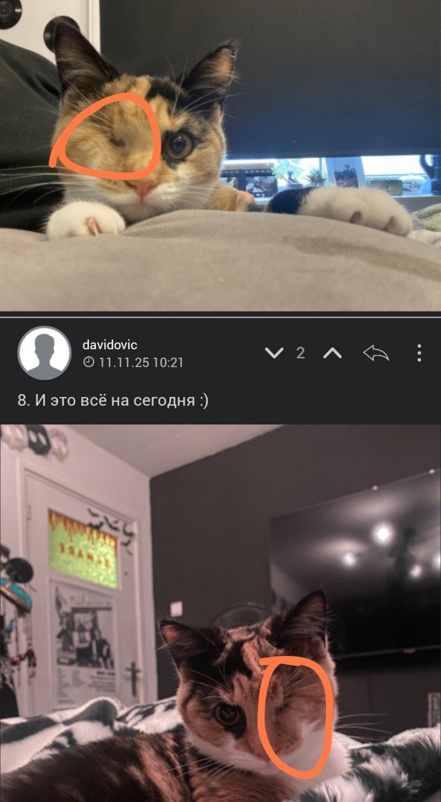 Трёхцветная пиратка
