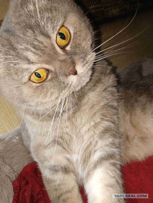 Котовторник