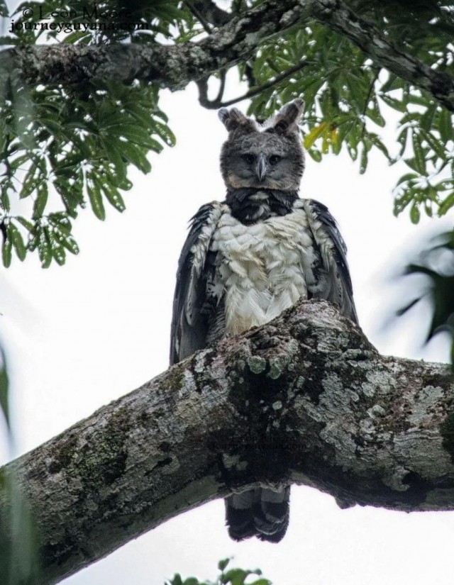 У Орла-Гарпии сырники уже законсервированны