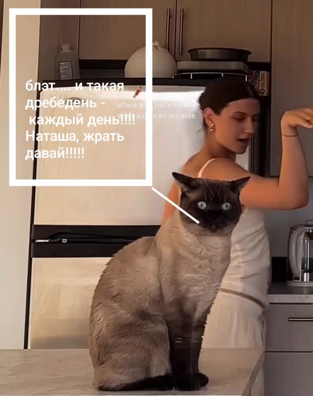 Видео на котовторник, коллеги.