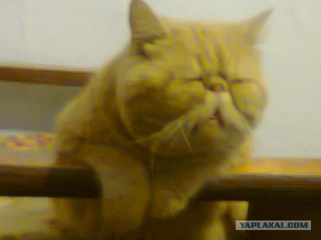 Котовторник 25.02.2014