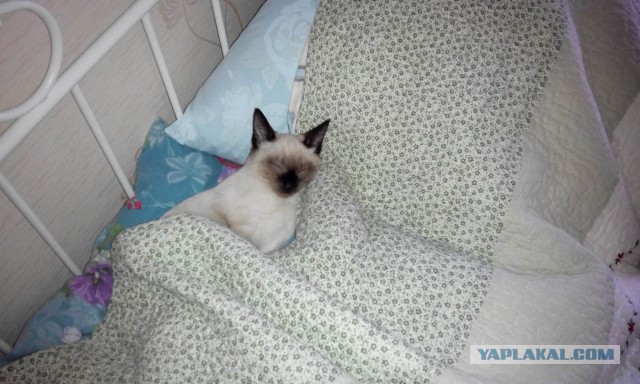 Котовторник 18.03.2014
