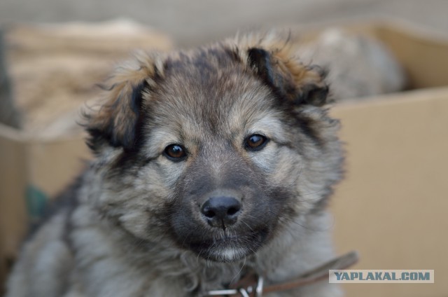 Мой собакен