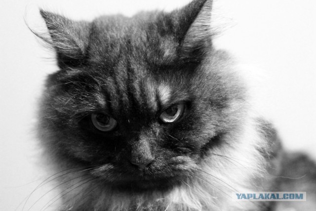 Котовторник 6.05.2014