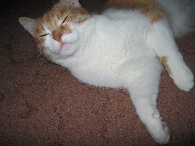 Котовторник 6.05.2014