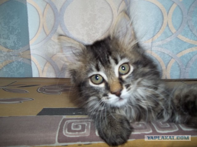 Котовторник 24.06.2014