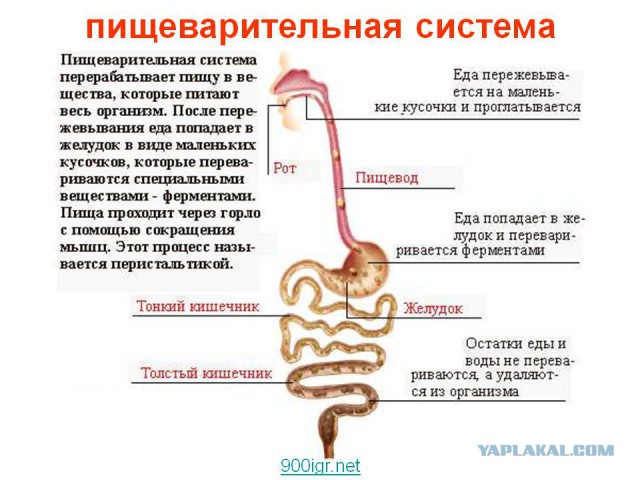 Подслушано из сетей