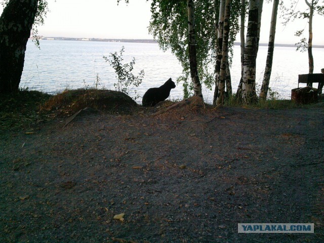 Лето. Кама. Фидер.