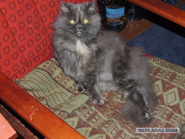 Котовторник 05.08.2014