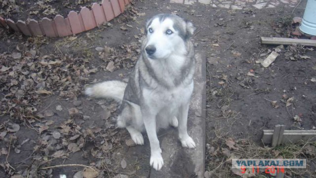 Загадки русских собачьих кличек