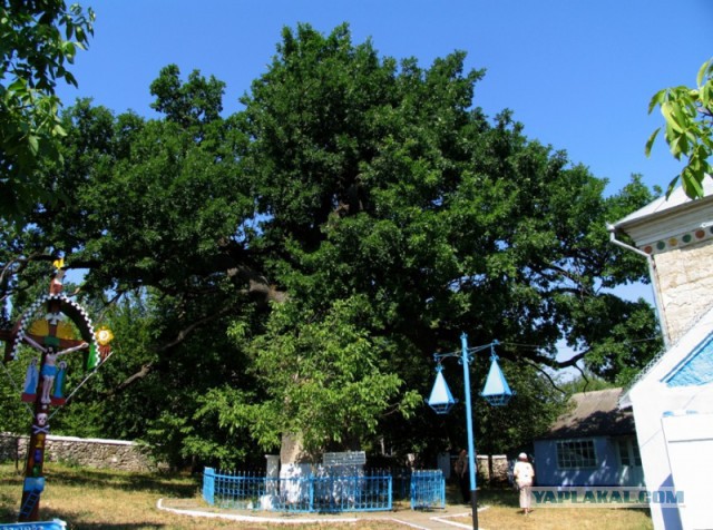 Самые старые деревья на Земле