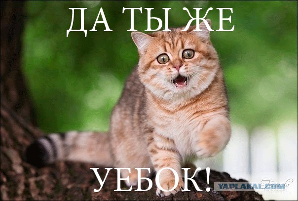 Предлагаю пожабить