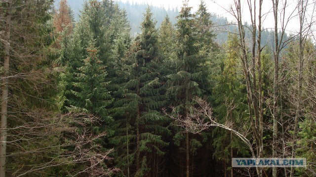 Карпаты